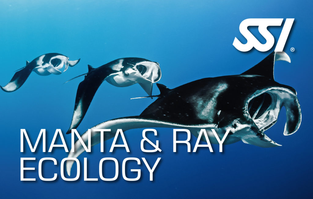 Manta & Ray Ecology 
